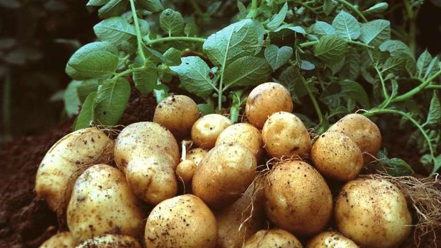 Planta de patata con su fruto.