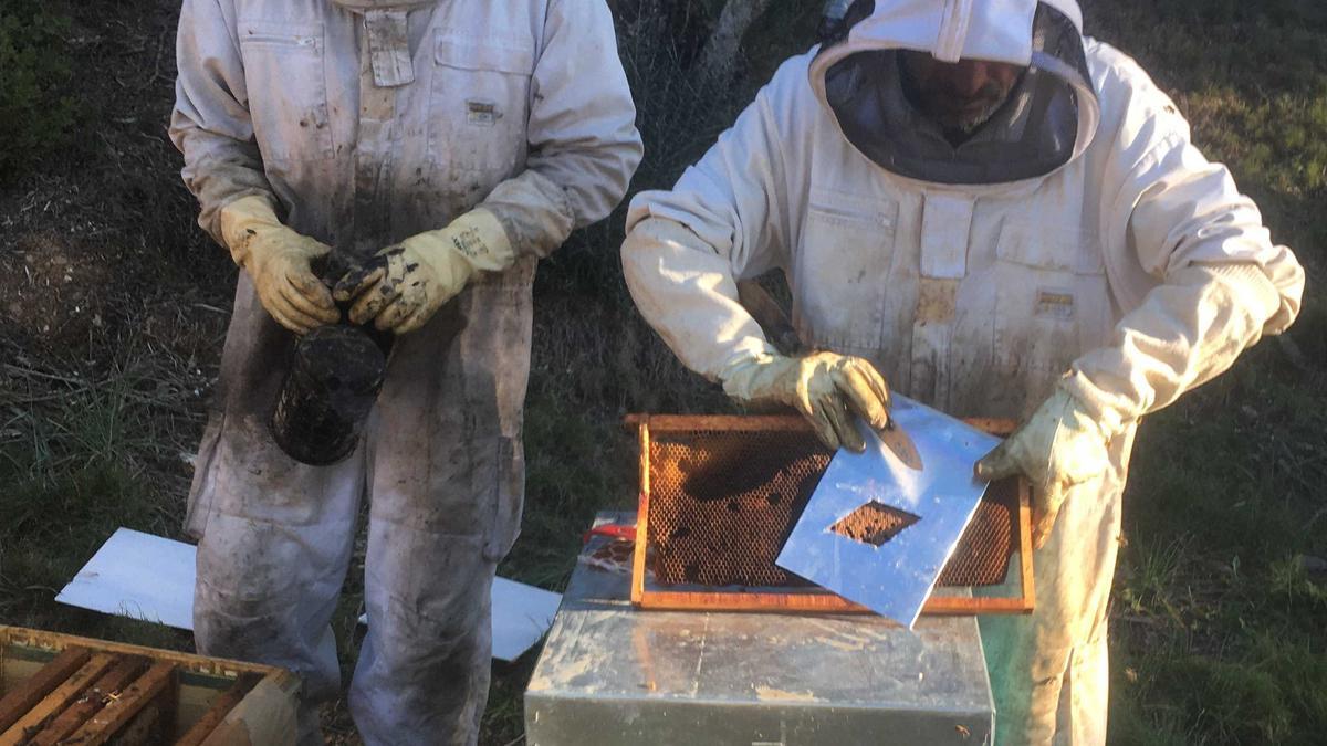 Tractament per al control de varroa en arnars d'abella de la mel.