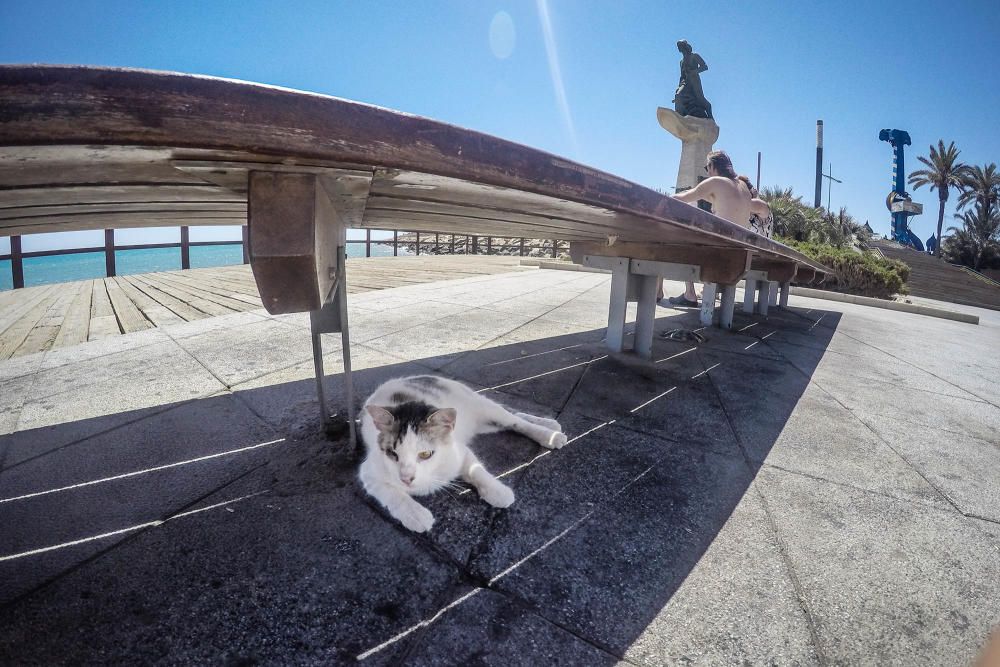 Gatos en Torrevieja