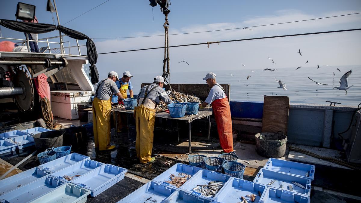 Novecientos pescadores valencianos recuperan más de 75 toneladas de basura marina