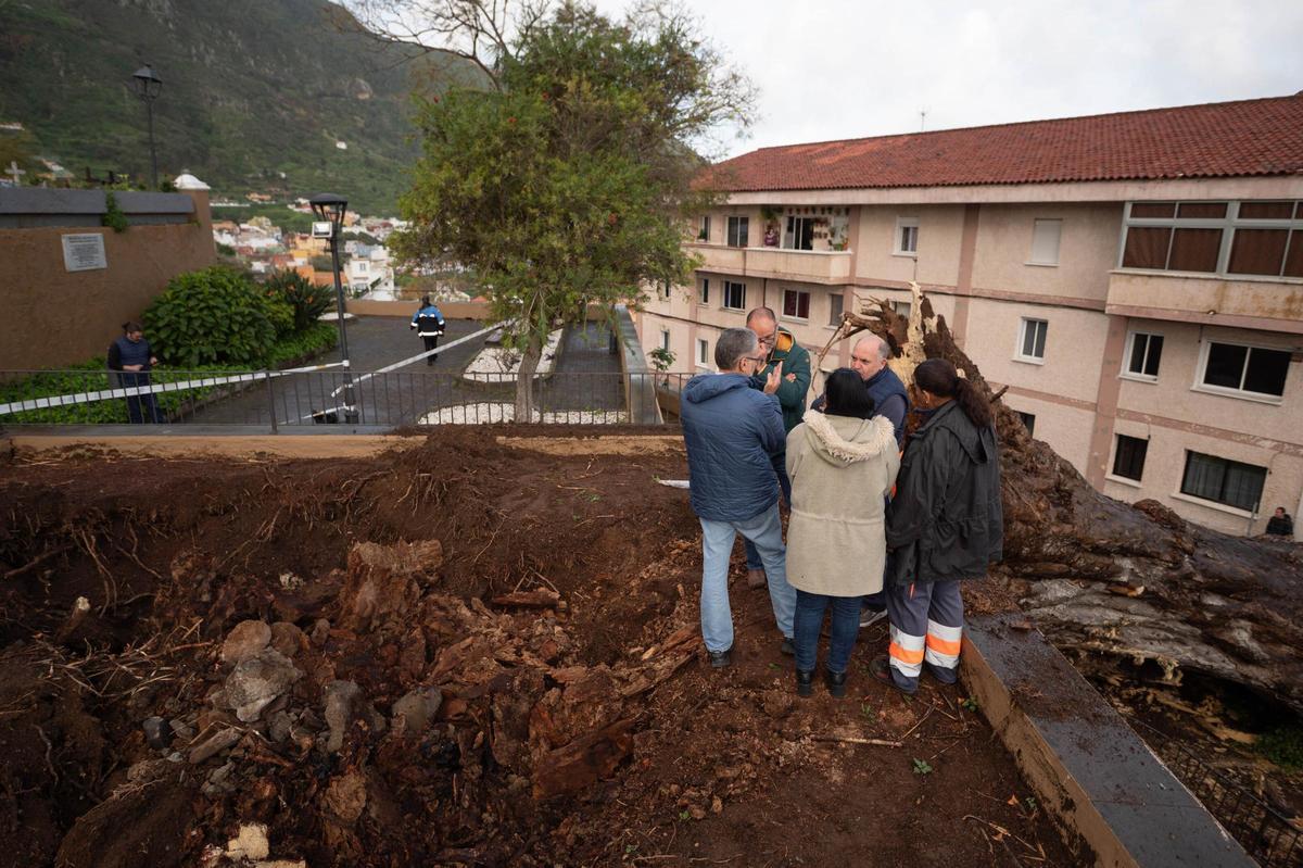 Drago de San Francisco, en Los Realejos, caído por el temporal