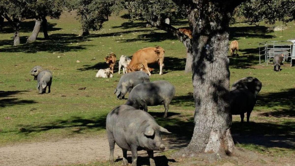 Ganado porcino en Los Pedroches.