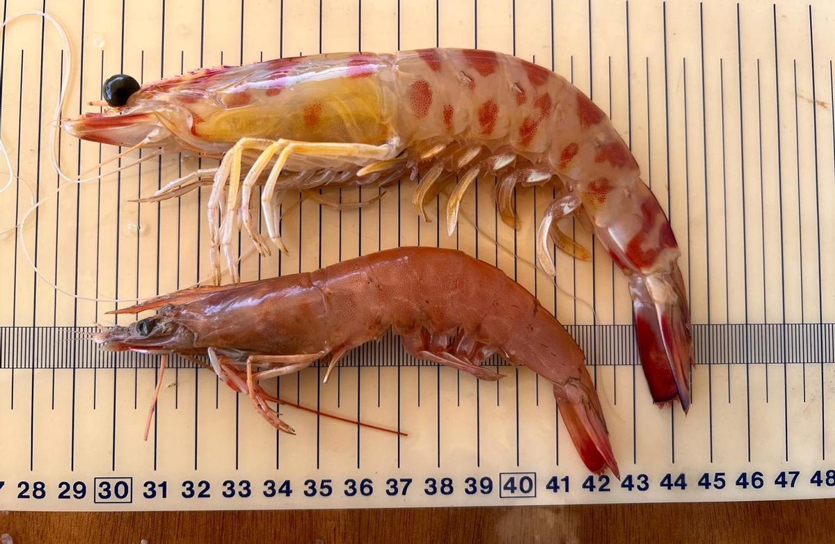 Abajo, el langostino café y, arriba, el langostino autóctono