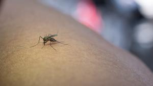 El terror de los pequeños insectos: así es la raqueta eléctrica para matar moscas y mosquitos