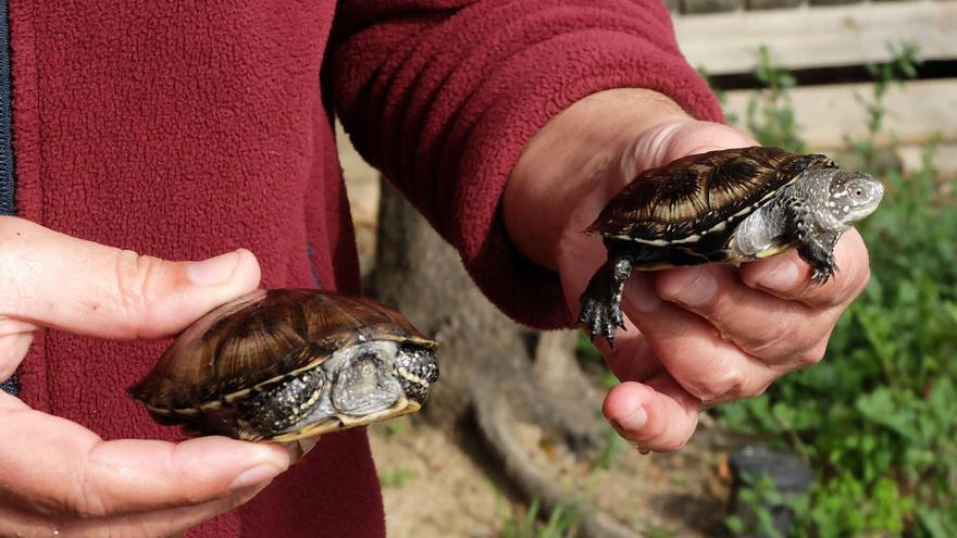 Algunes de les tortugues del centre