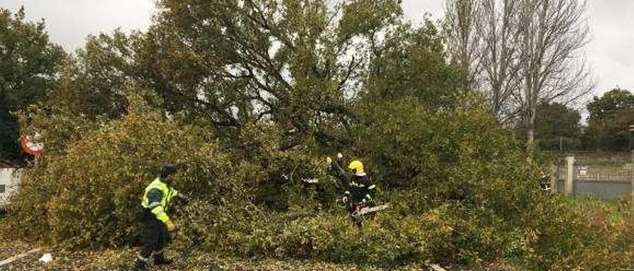 Un árbol caído cortó el paso en la N-525, en Xinzo. // FdV