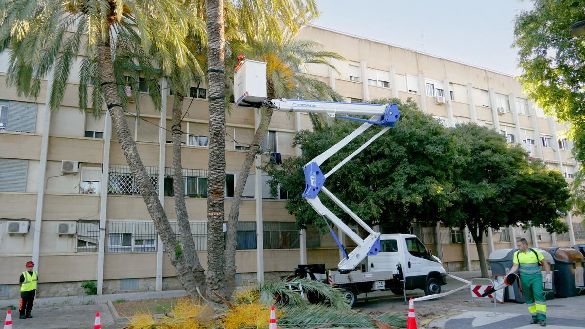 Poda de palmeras en el barrio de Beteró.