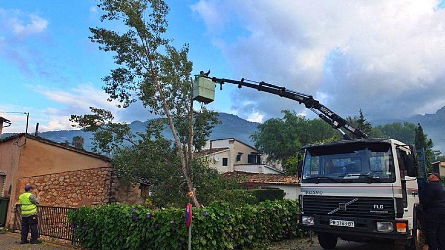 Talan un árbol en el cauce de un torrente de Sóller