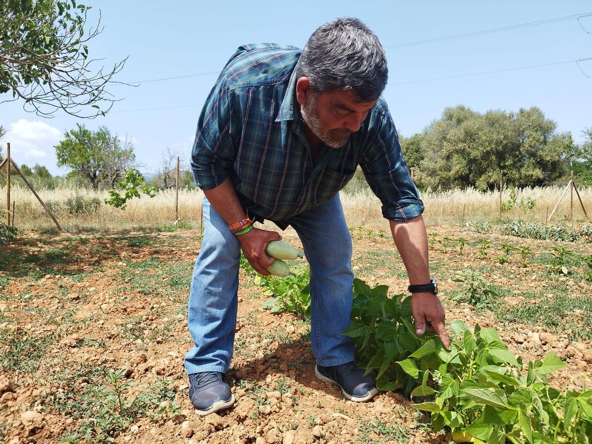 Pedro Bestard ha pasado parte de la mañana en su huerto.