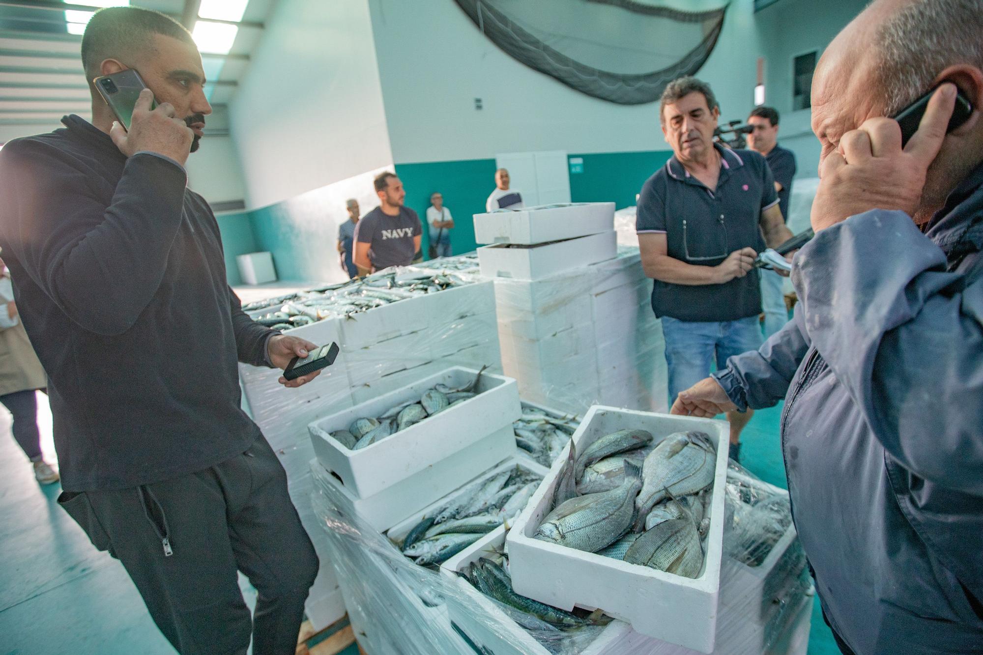 La subasta de la nueva lonja pesquera de Torrevieja se estrena con la venta de 13.000 kilos de boquerón y sardina