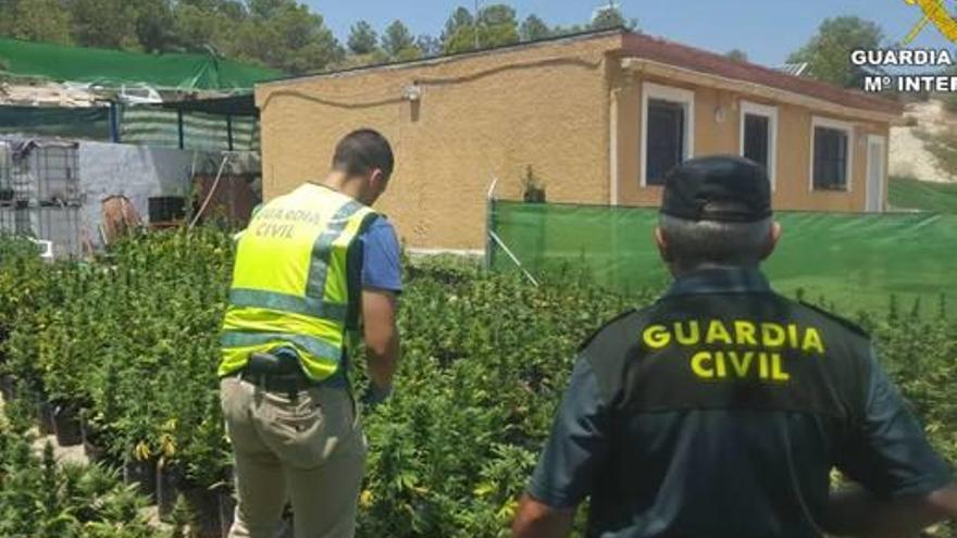 Seis detenidos por casi 2.300 plantas de marihuana descubiertas en  El Campello