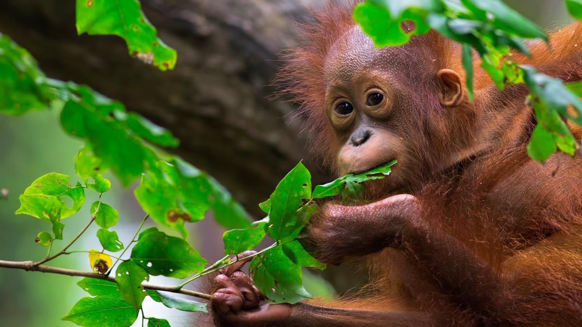 Borneo Orangutan