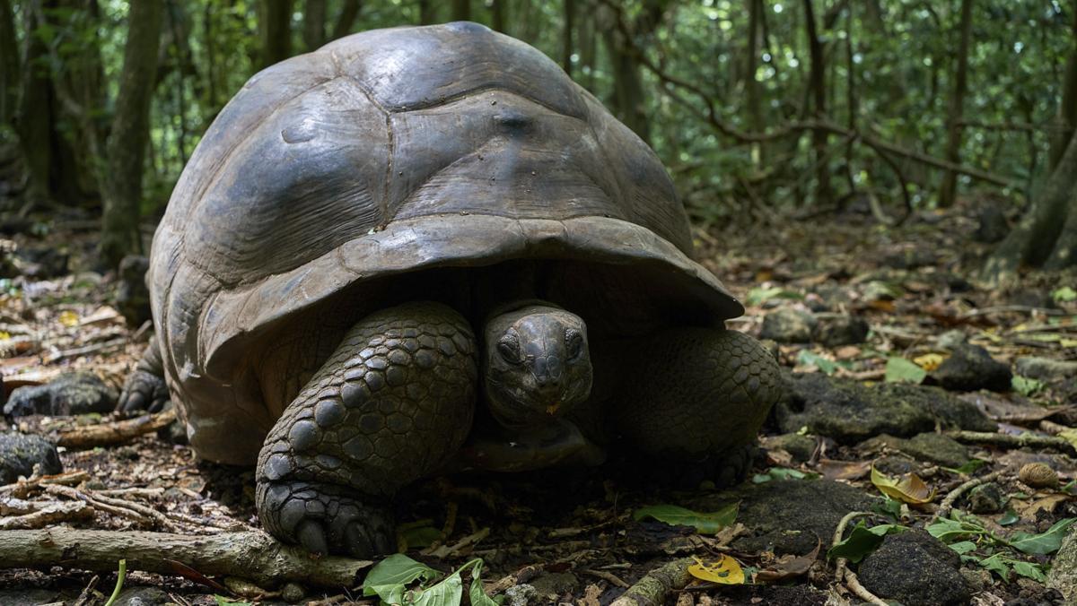 Una tortuga gigante en la Isla Cousin.