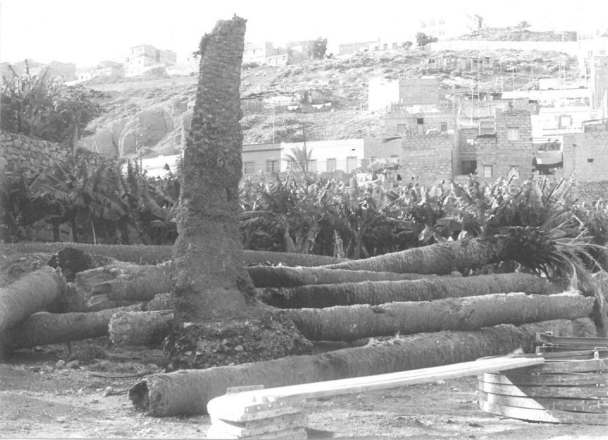 Palmeras taladas para construir la autovía del Guiniguada.