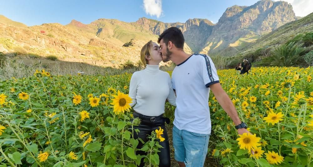 Girasoles en Guayedra (Agaete)