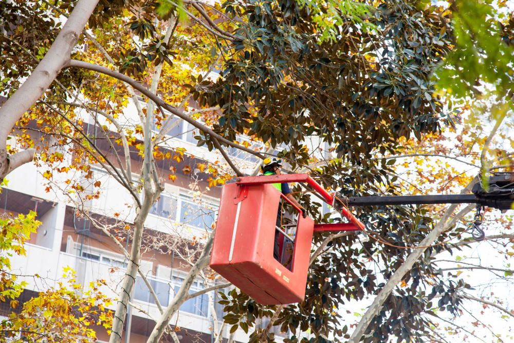 Inician la poda del ficus de la plaza España