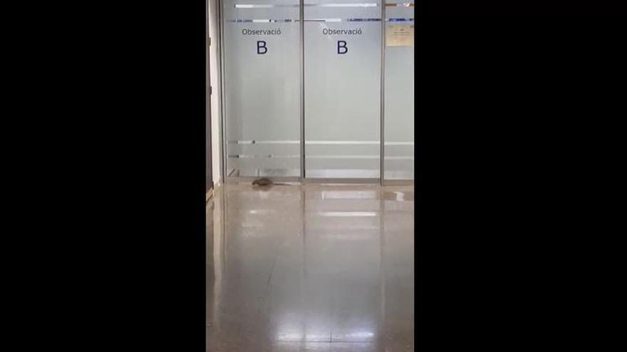 Una rata en la puerta de Urgencias del Hospital Clínico de València