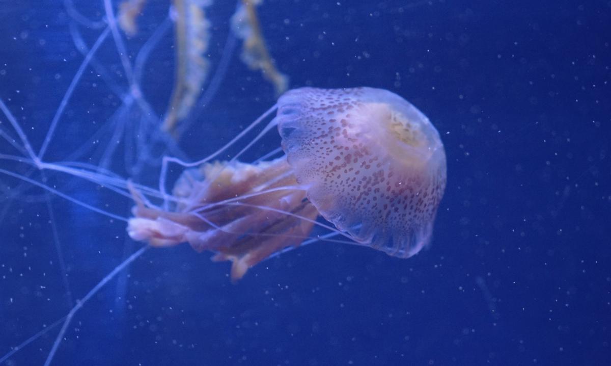Medusa luminiscente (Pelagia noctiluca) en los acuarios de l'Oceanogràfic de València.