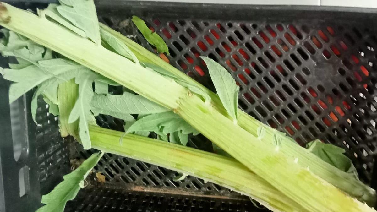 L'Ajuntament d'Alzira aposta pels productes eco i de proximitat en els menjadors de les Escoles Infantils.