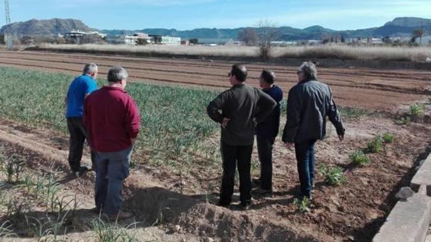 Cinco productores de Xàtiva se suman al nuevo sello de calidad del ajo tierno