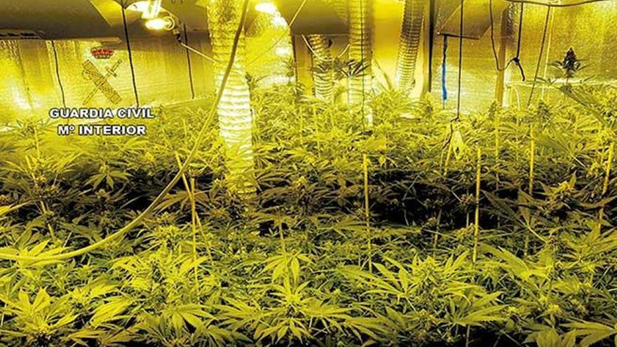 Los agentes intervinieron 163 plantas de marihuana en el piso.