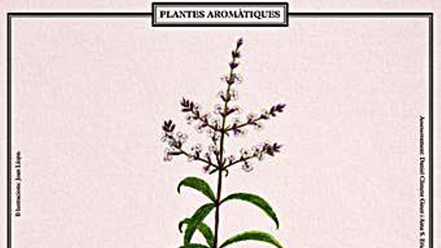 Herba-sana (Mentha spicata)