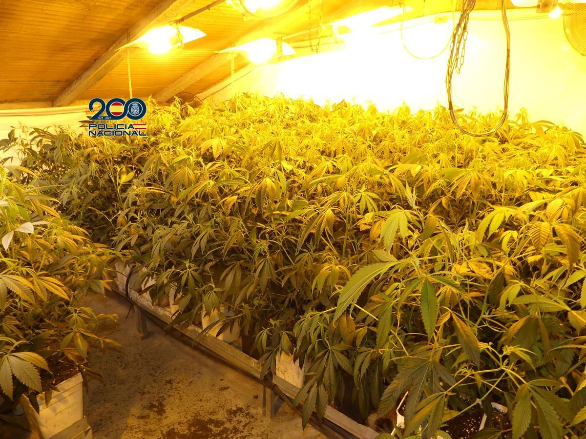 La plantación descubierta en Vilanova.