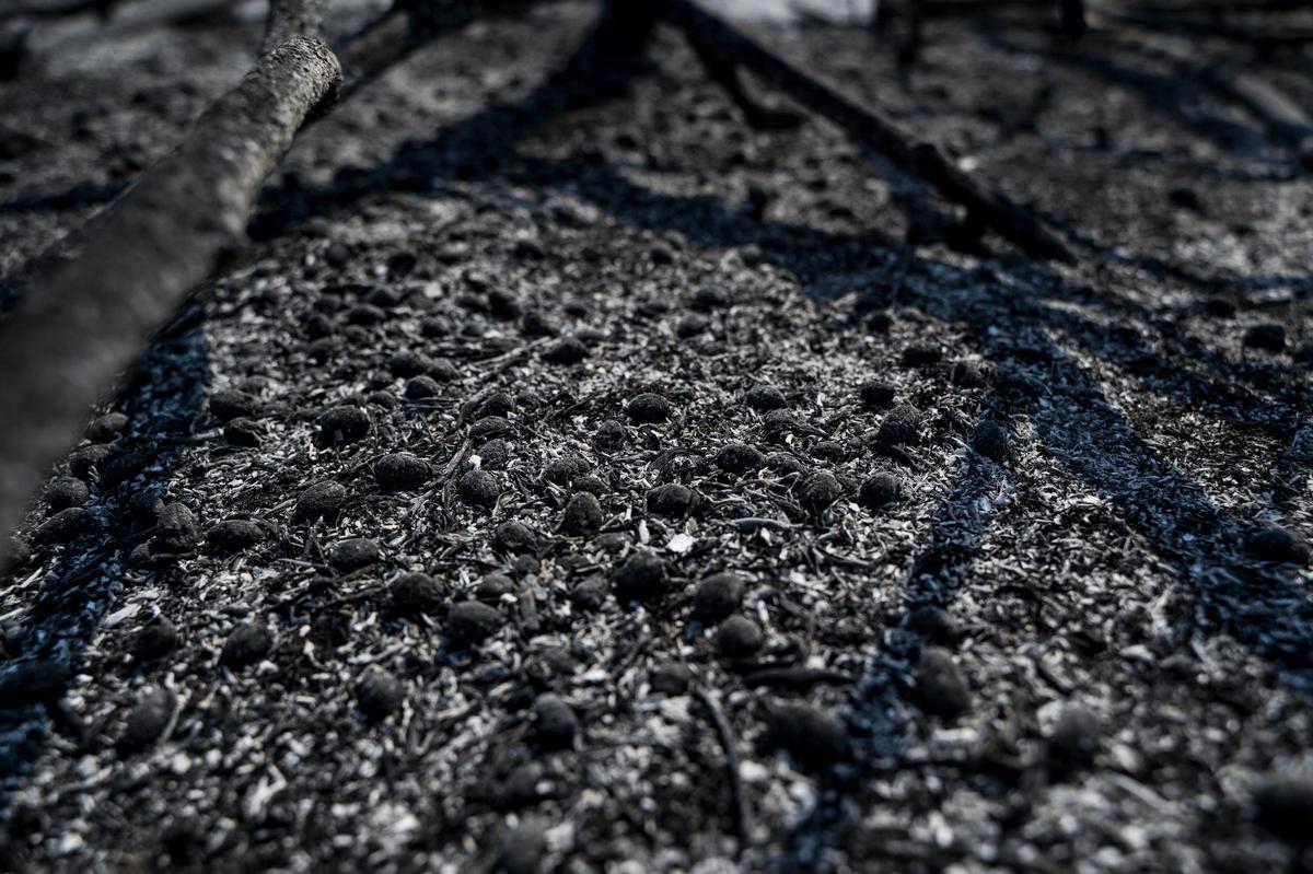 Las imágenes | Diez días de incendio en Jarilla: el adiós al paraíso verde Las imágenes | Diez días de incendio en Jarilla: el adiós al paraíso verde