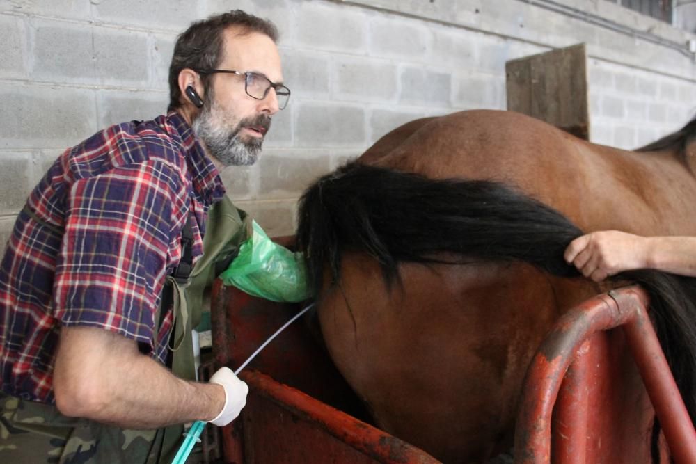 Embestidas militares de 600 millones de espermatozoides para las yeguas asturianas