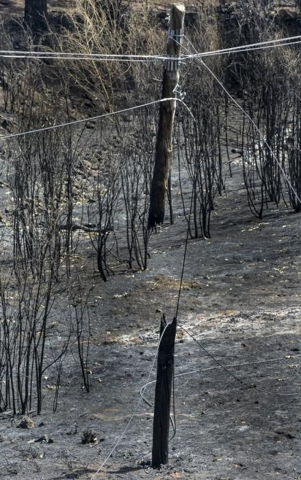 24/09/2017 CRUZ DE TEJEDA. Vuelta a la normalidad tras el incendio en la Cumbre de Gran Canaria. FOTO: J. PÉREZ CURBELO