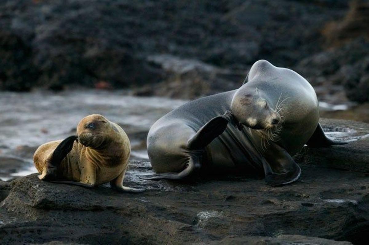 Leones marinos en isla Santiago.