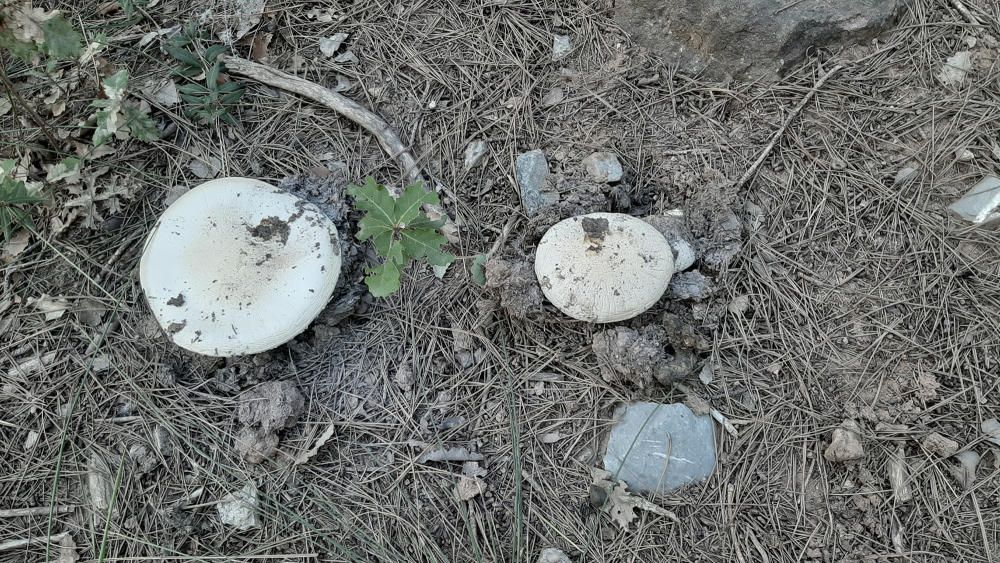 Bolets trobats a prop del santuari de Joncadella.