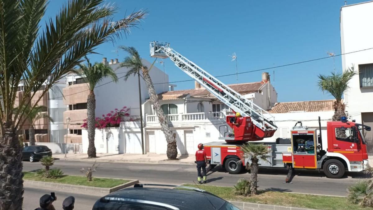 Los bomberos, durante la operación para retirar la palmera en Can Picafort.