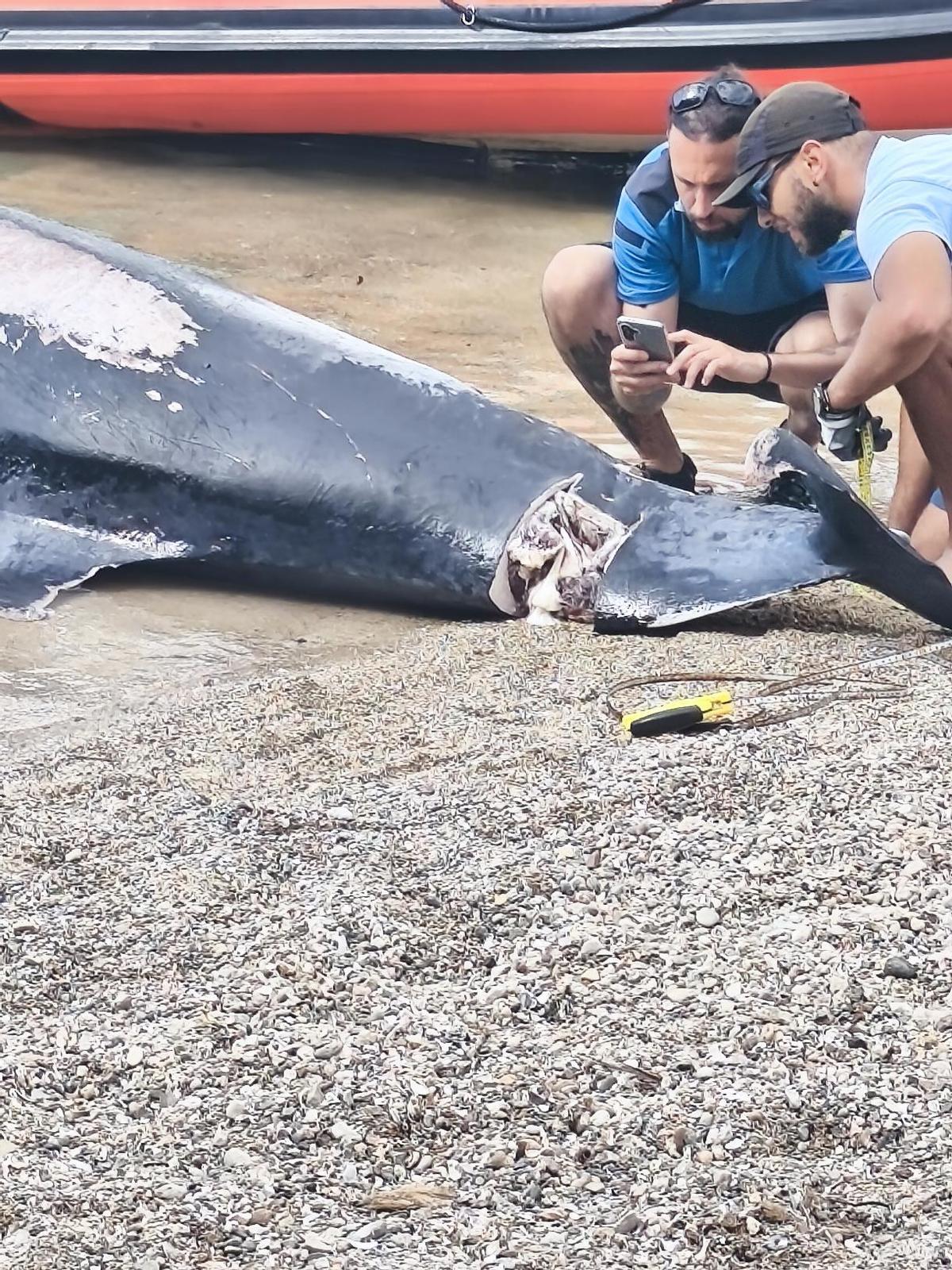 Heridas en la cola del animal por hélices de barco.