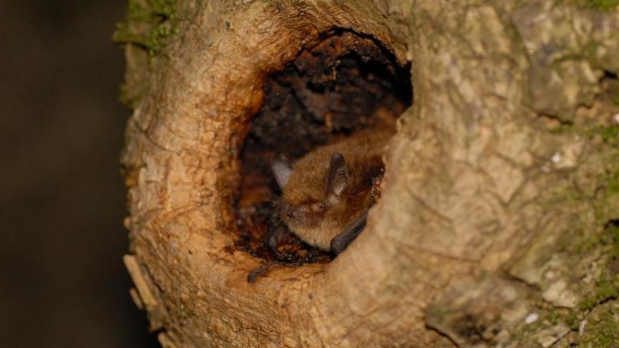 L´única colònia de cria de ratpenat bigotis petits del país es troba a l´Albera