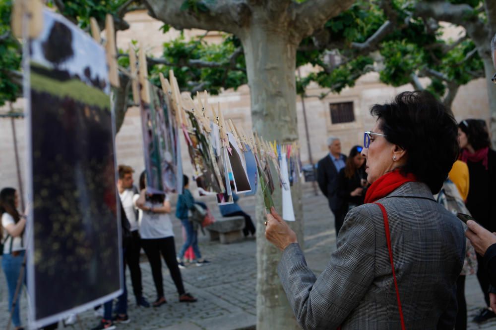 Fotosecado Zamora 2017