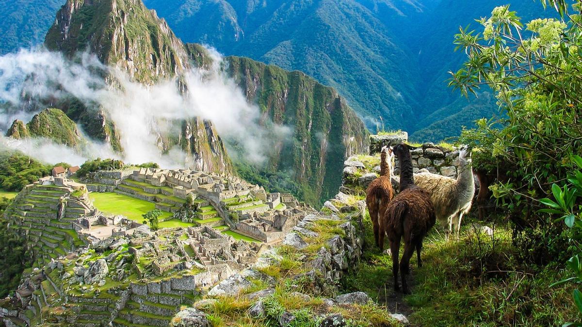 Llams en Machu Picchu