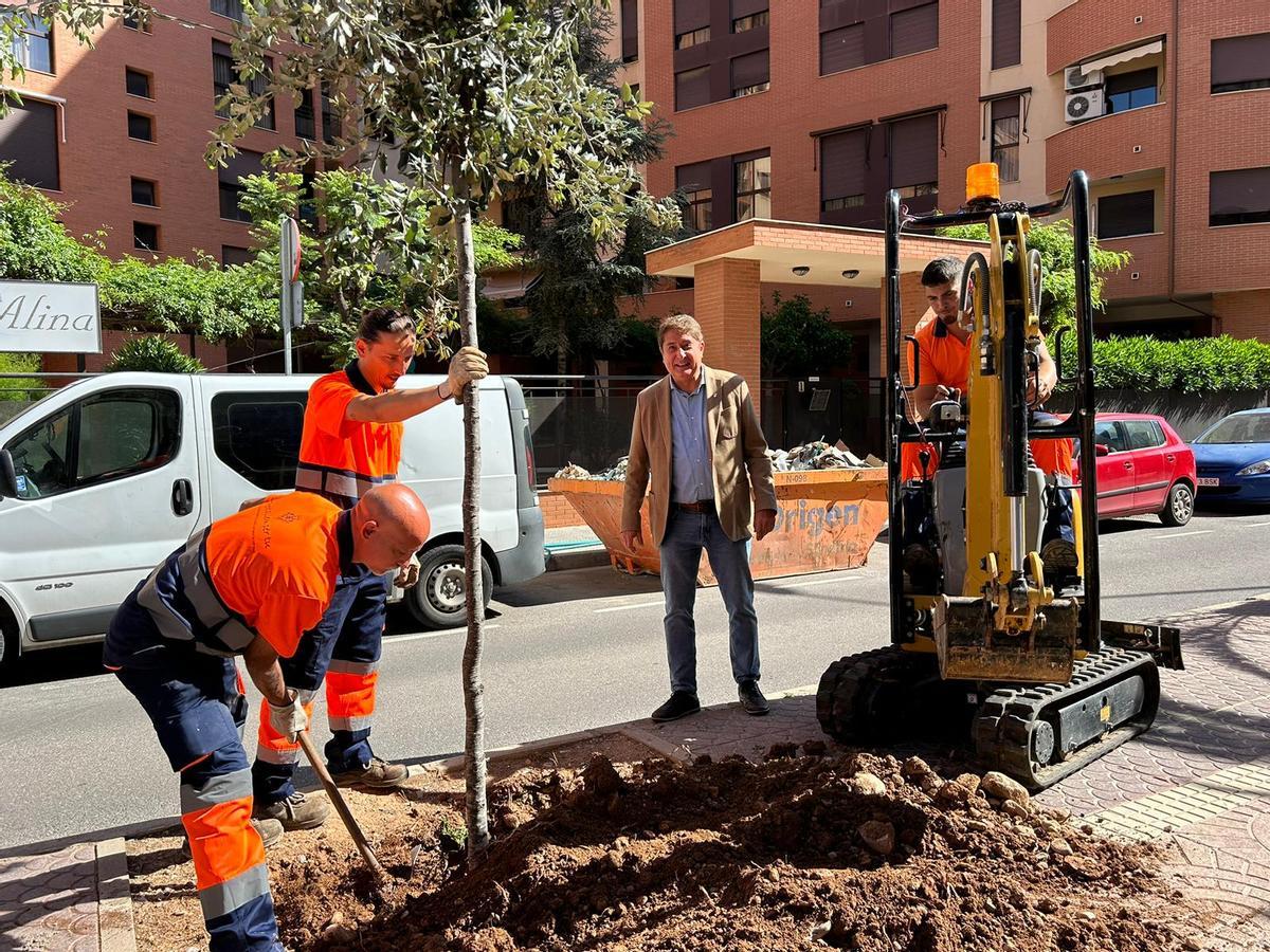 El edil de Medio Ambiente, Gonzalo Romero, ha visitado a los obreros que plantan los árboles en la calle Vicente Altava.