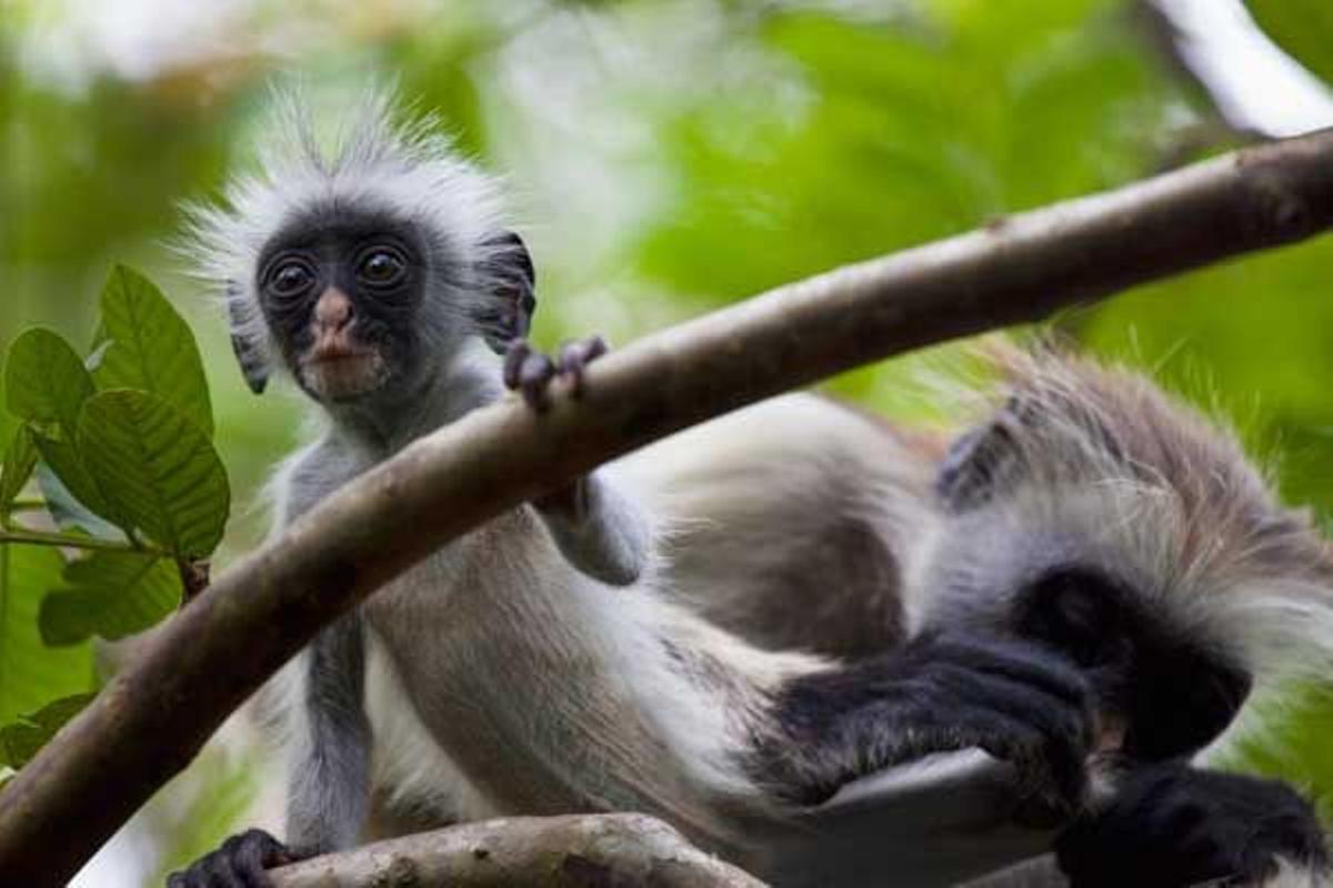 El bosque de Jozani es el hábitat de los monos colobos rojos.