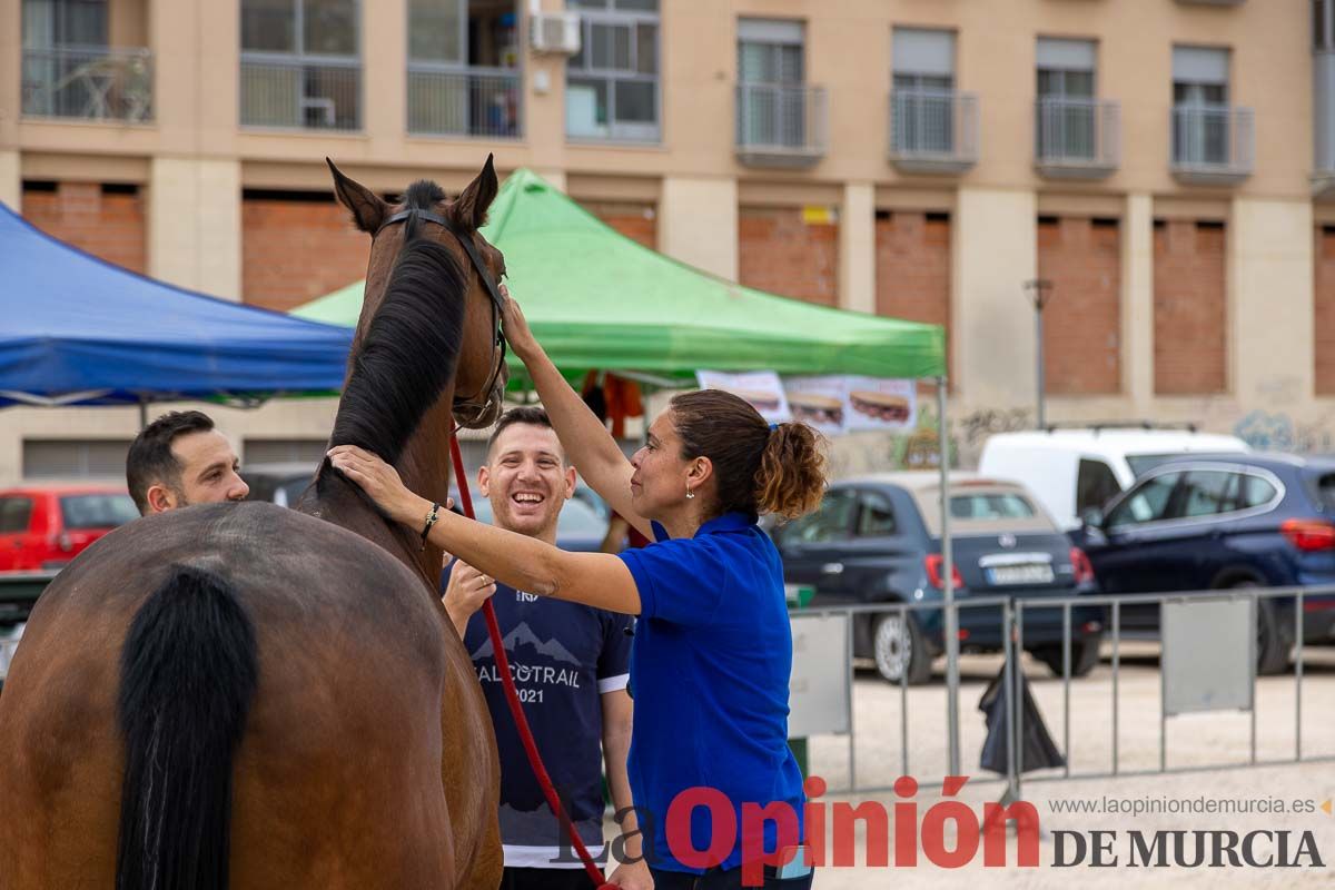 Control veterinario de los Caballos del Vino en Caravaca