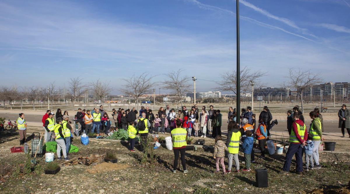 Las plantaciones suelen tener lugar en febrero y en verano se organizan equipos de voluntarios para regar.  |