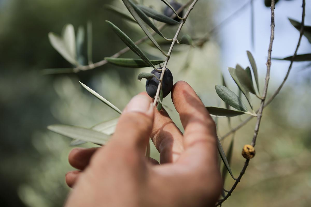 Archivo - Un hombre coge una aceituna de una rama de un olivo