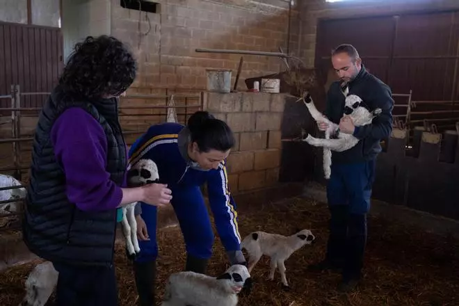 GALERIA | Aprendiendo a ser ganaderos en una granja de Sayago