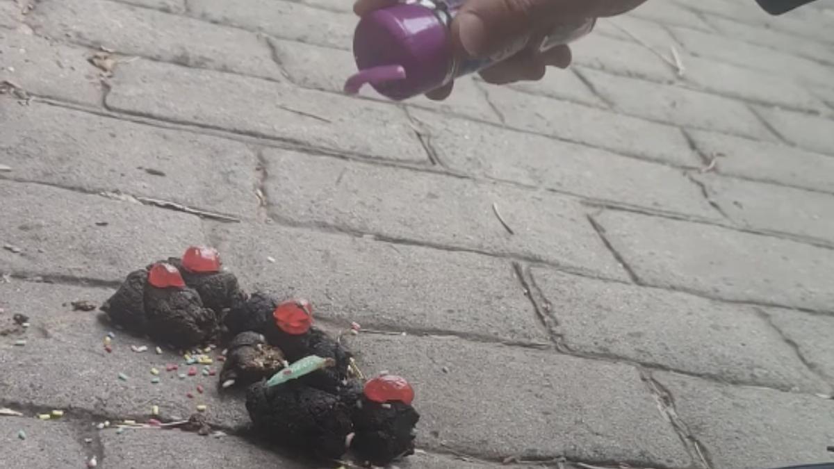 Un vecino de Borriol denuncia los excrementos que se encontró frente a su casa con guiño a la Semana Santa