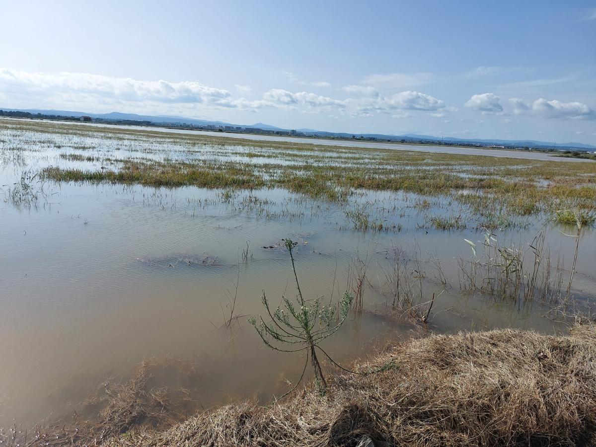 Explotación de arroz en l'Albufera.