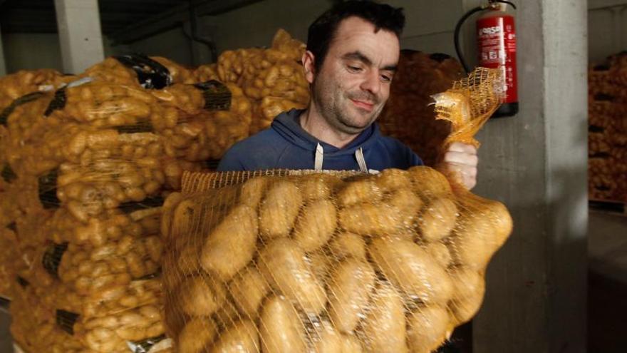 La patata europea, a salvo de la bacteria que le ataca en América y Nueva Zelanda