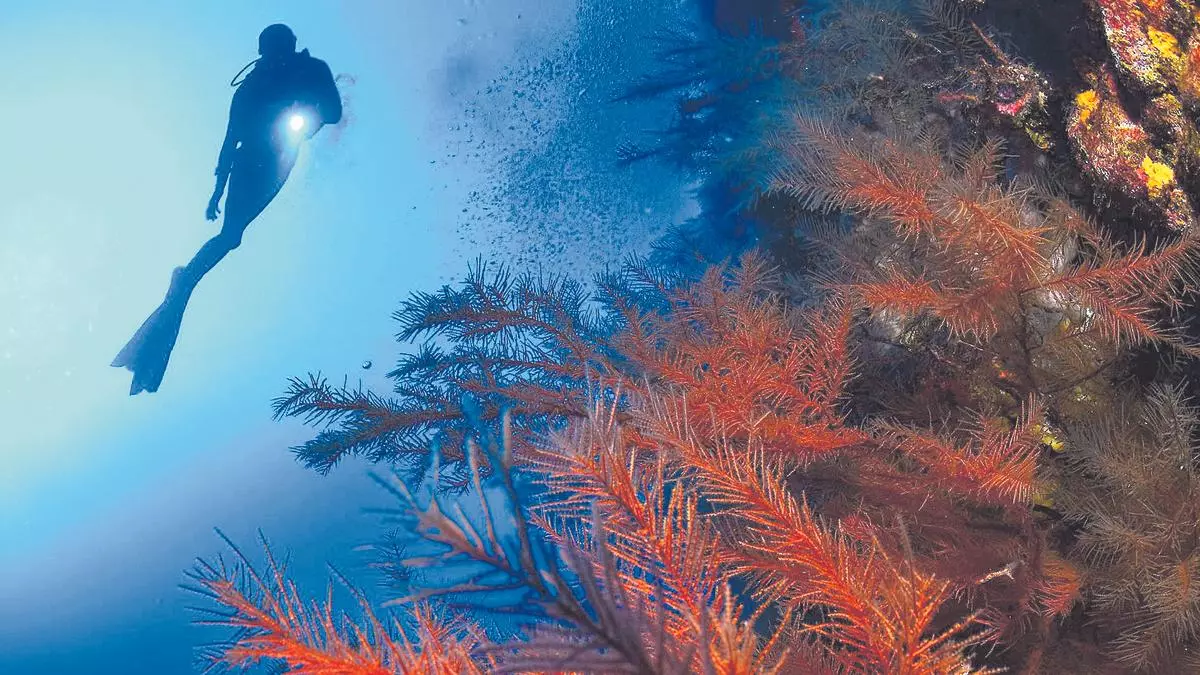 Así es el Mar de las Calmas: guía completa del primer parque nacional marino de España