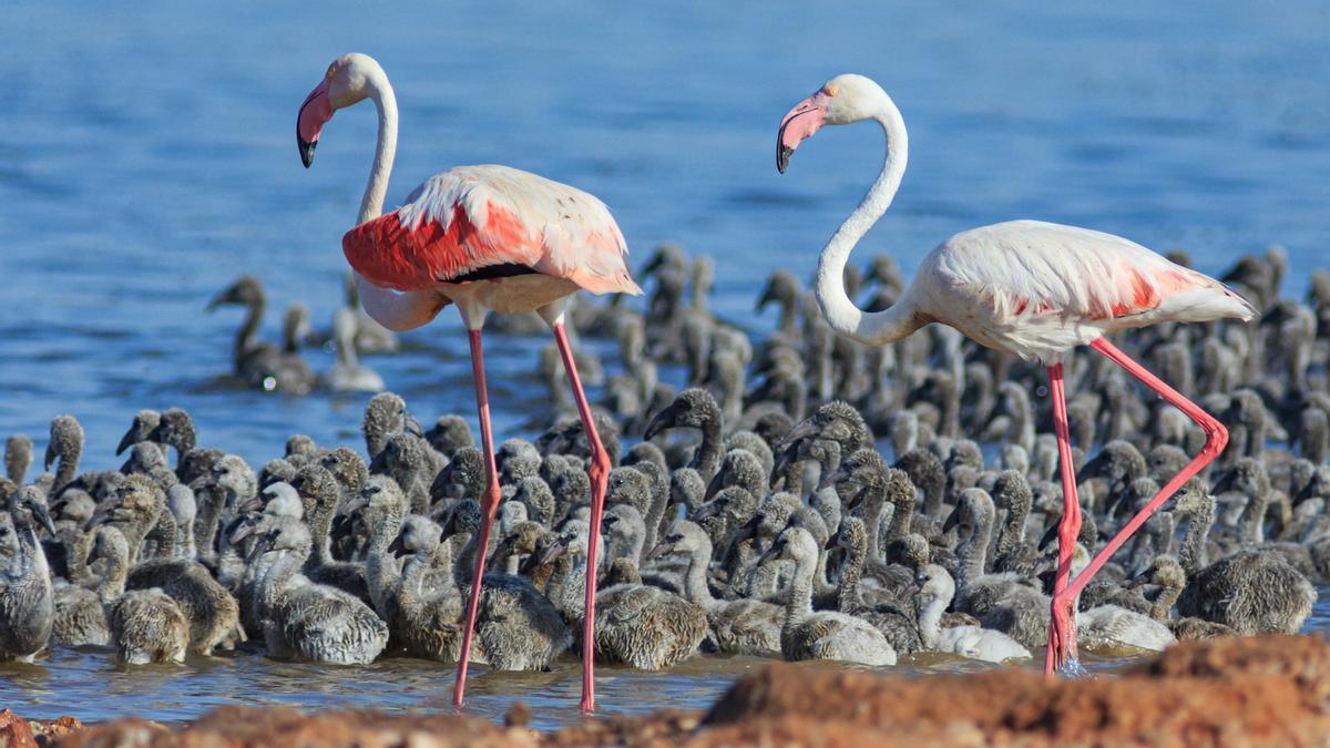 Imagen de una &quot;guardería&quot; de polluelos de flamenco de la colonía de cría asentada en 2020 en la mota de la laguna rosa de Torrevieja