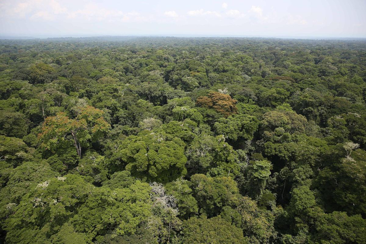 Bosque de Ituri, en la Repúbñica Democrática del Congo.