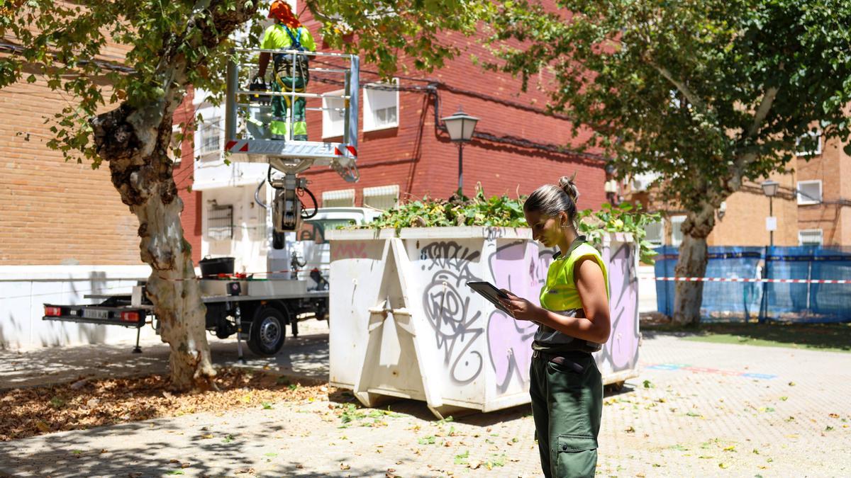 Sevilla extrema la seguridad de los árboles de gran porte en zonas concurridas en verano con un plan de inspección,.